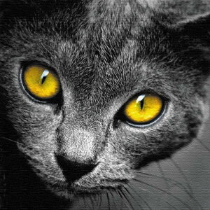 L STCY 15cm×15cm A[gpl t@ubNpl A[g{[h Ǌ| { bsOt X JtF EW r[ ze @l lib-pho-0104-s A[gpl A[g{[h ǎ 