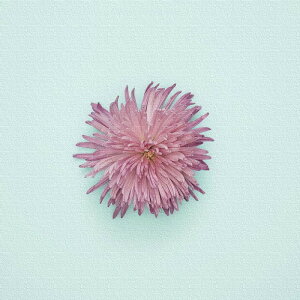 yX[p[Z[Ώۏiz poht-1805-02 MTCY 30cm×30cm A[gpl t@ubNpl A[g{[h Ǌ| { bsOt X JtF EW r[ ze @l lib-poht-1805