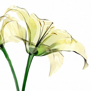 �L�����o�X�A�[�g Petit Canvas Art Lily flower 300x300mm ZPT-62067 bic-9210590s1 �A�[�g�p�l�� �A�[�g�{�[�h �ǎ� �����t�B���� �������� �k�� ���_�� �Ƌ� �C���e���A �i�`������ �e�C�X�g �V���� �I�X�X��