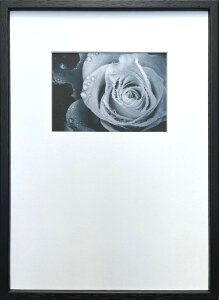 Photography art Rose �o�� 275x382x20mm IPG-53255 bic-10872397s1 �A�[�g�p�l�� �A�[�g�{�[�h �ǎ� �����t�B���� �������� �k�� ���_�� �Ƌ� �C���e���A �i�`������ �e�C�X�g �V���� �I�X�X�� ������� �㕥