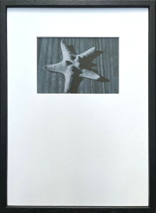 Photography art Star fish 275x382x20mm IPG-53256 bic-10872398s1 �A�[�g�p�l�� �A�[�g�{�[�h �ǎ� �����t�B���� �������� �k�� ���_�� �Ƌ� �C���e���A �i�`������ �e�C�X�g �V���� �I�X�X�� ������� �㕥��