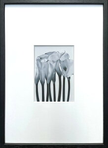 Photography art Calla �J���[ 275x382x20mm IPG-53259 bic-10872401s1 �A�[�g�p�l�� �A�[�g�{�[�h �ǎ� �����t�B���� �������� �k�� ���_�� �Ƌ� �C���e���A �i�`������ �e�C�X�g �V���� �I�X�X�� ������� ��