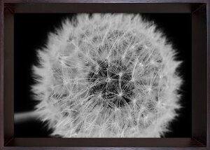 �t�H�g�O���t�B �A�[�g �^���|�| Photography art Dandelions 230x320x35 snw-ibc-53407 �A�[�g�p�l�� �A�[�g�{�[�h �ǎ� �����t�B���� �������� �k�� ���_�� �Ƌ� �C���e���A �i�`������ �e�C�X�g �V���� �I