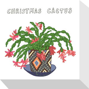 z[vc NX}XET{e Home Plants CHIRISMAS CACTUS 175x175x40 snw-zpa-53529 A[gpl A[g{[h ǎ tB  k _ Ƌ CeA i` eCXg V