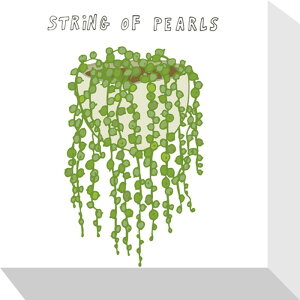 �z�[���v�����c �X�g�����O�p�[�� Home Plants STRING OF PEARLS 175x175x40 snw-zpa-53530 �A�[�g�p�l�� �A�[�g�{�[�h �ǎ� �����t�B���� �������� �k�� ���_�� �Ƌ� �C���e���A �i�`������ �e�C�X�g �V����