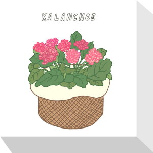 �z�[���v�����c �J�����R�G Home Plants KALANCHOE 175x175x40 snw-zpa-53531 �A�[�g�p�l�� �A�[�g�{�[�h �ǎ� �����t�B���� �������� �k�� ���_�� �Ƌ� �C���e���A �i�`������ �e�C�X�g �V���� �I�X�X�� 