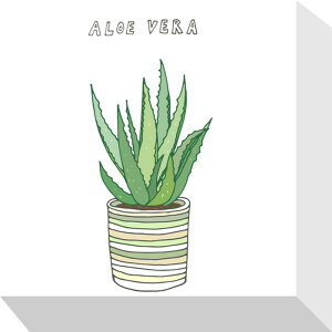 z[vc AGx Home Plants ALOE VERA 175x175x40 snw-zpa-53537 A[gpl A[g{[h ǎ tB  k _ Ƌ CeA i` eCXg V IXX 