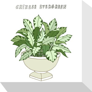 z[vc `Cj[YGo[O[ Home Plants CHINESE EVER GREEN 175x175x40 snw-zpa-53538 A[gpl A[g{[h ǎ tB  k _ Ƌ CeA i` e