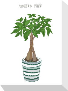 z[vc pL Home Plants PACHIRA 155x205x40 snw-zpa-53544 A[gpl A[g{[h ǎ tB  k _ Ƌ CeA i` eCXg V IXX 