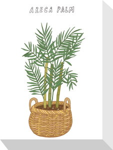 z[vc AJV Home Plants ARECA PALM 155x205x40 snw-zpa-53547 A[gpl A[g{[h ǎ tB  k _ Ƌ CeA i` eCXg V IXX 