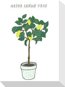 z[vc C[c[ Home Plants MEYER LEMON TREE 155x205x40 snw-zpa-53551 A[gpl A[g{[h ǎ tB  k _ Ƌ CeA i` eCXg V