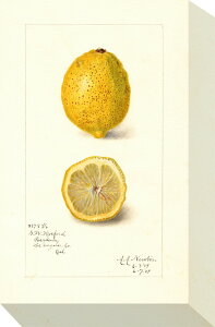 ~j pl  MINI Panel Lemon 175x280x40 snw-zap-53703 A[gpl A[g{[h ǎ tB  k _ Ƌ CeA i` eCXg V IXX  