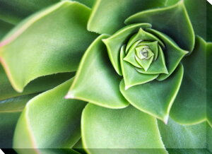 A[g pl TLg Art Panel Succulents 280x390x40 snw-iap-53474 A[gpl A[g{[h ǎ tB  k _ Ƌ CeA i` eCXg V IXX 