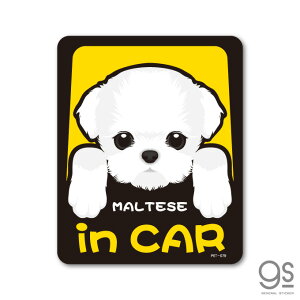 ybgXebJ[ MALTESE in CAR }`[Y hbOCJ[  ybg  DOG CXg S25 PET079 gs XebJ[ ObY