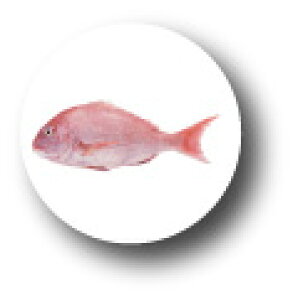 ʃobW CBWI12  G a Cxg ANZT[ ObY