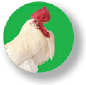 Aj}ʃobW CBAN001 Rooster ɂƂ  obW ob` ANZT[ ObY
