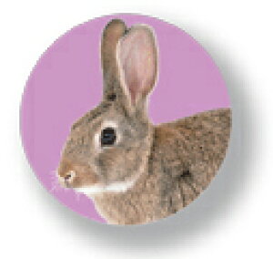 Aj}ʃobW CBAN002 Rabbit   obW ob` ANZT[ ObY