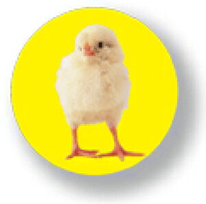 Aj}ʃobW CBAN003 Chick Ђ悱  obW ob` ANZT[ ObY