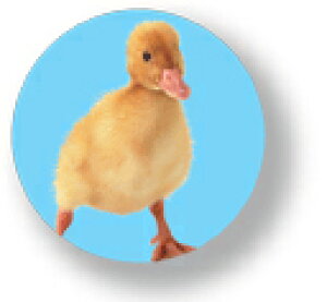 Aj}ʃobW CBAN004 Duckling Ђ  obW ob` ANZT[ ObY