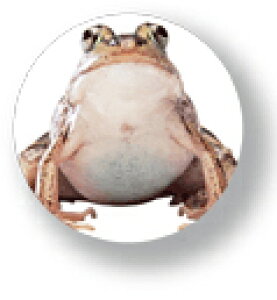 Aj}ʃobW CBAN009 Big Frog JG   obW ob` ANZT[ ObY