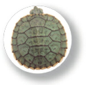 Aj}ʃobW CBAN010 Turtle   obW ob` ANZT[ ObY