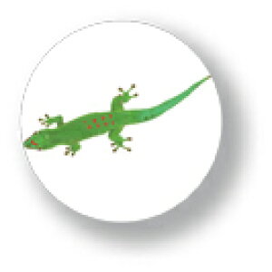 Aj}ʃobW CBAN011 Lizard Ƃ  obW ob` ANZT[ ObY
