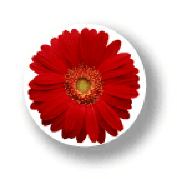 楽天市場】フラワー缶バッジ CBFL001 Red Gerbera レッドガーベラ 花 