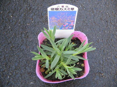 楽天市場 かすみ草 ピンク八重咲き カスミソウ 切花やドライフラワーに人気のピンク色のカスミ草の苗 花苗 販売 通販 種類 母の日 花 ガーデニング岐阜緑園 楽天市場 かすみ草 ピンク八重咲き カスミソウ 切花やドライフラワーに人気のピンク色のカスミ草の苗 花苗 販売 通販 種類 母の日 花 ガーデニング岐阜緑園
