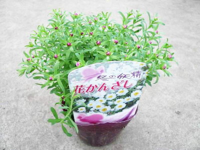 楽天市場 ヘリクリサム花かんざし ホワイト 白 花芽付き ハンギングや寄せ植え等にも人気 花苗 販売 通販 種類 母の日 花 ガーデニング岐阜緑園 楽天市場 ヘリクリサム花かんざし ホワイト 白 花芽付き ハンギングや寄せ植え等にも人気 花苗 販売 通販 種類 母の日 花 ガーデニング岐阜緑園