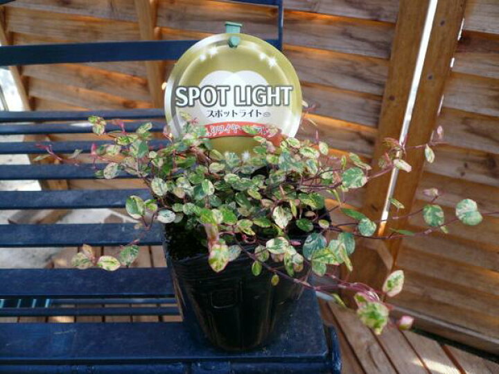 楽天市場 珍種 斑入りワイヤープランツ スポットライト苗 リーフプランツ 花苗 販売 通販 種類 母の日 花 ガーデニング岐阜緑園 楽天市場 珍種 斑入りワイヤープランツ スポットライト苗 リーフプランツ 花苗 販売 通販 種類 母の日 花 ガーデニング岐阜緑園