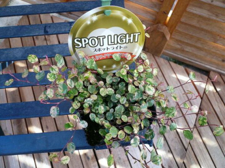 楽天市場 珍種 斑入りワイヤープランツ スポットライト苗 リーフプランツ 花苗 販売 通販 種類 母の日 花 ガーデニング岐阜緑園 楽天市場 珍種 斑入りワイヤープランツ スポットライト苗 リーフプランツ 花苗 販売 通販 種類 母の日 花 ガーデニング岐阜緑園