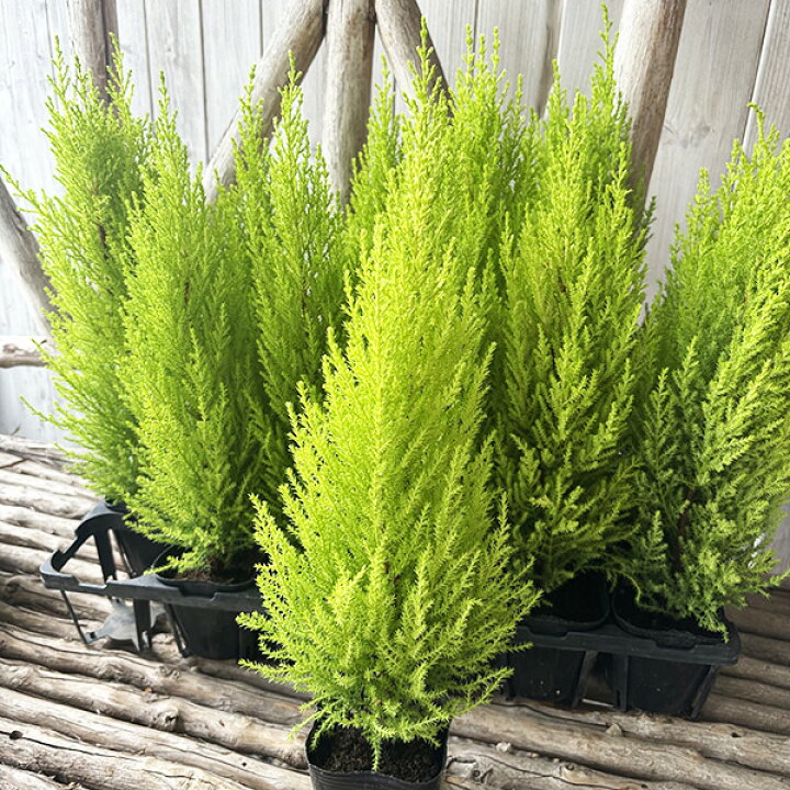 楽天市場 ゴールドクレスト ウイルマ 観葉植物 クリスマス等に人気 販売 通販 種類 母の日 花 ガーデニング岐阜緑園