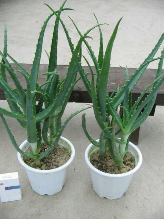 楽天市場 キダチ アロエ 2株セット アロエ 木立アロエ 観葉植物 キダチアロエ 食用 食べれる アロエ 母の日 花 ガーデニング岐阜緑園