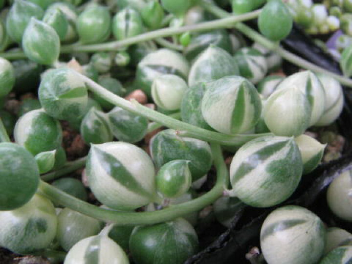 楽天市場 限定レア品種 斑入りグリーンネックレス 観葉植物 多肉植物 販売 通販 種類 多肉女子 緑 ホワイト 白 母の日 花 ガーデニング岐阜緑園