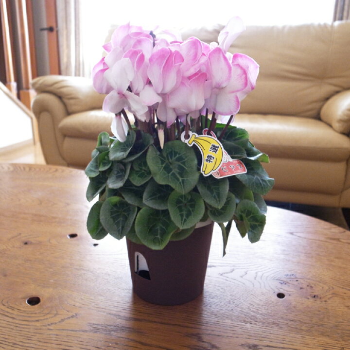 楽天市場 シクラメン 5号 ピアス 鉢植え ピンクに染まる 寒いほどピンクの色づきが良くなります 花期も長く春まで長い期間楽しめます シクラメン 鉢 鉢花 販売 通販 種類 母の日 花 ガーデニング岐阜緑園