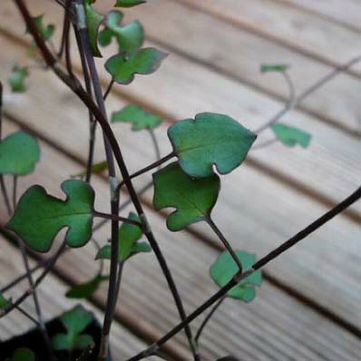 楽天市場 ワイヤープランツ スペード 葉の形がスペード型をした面白い品種のワイヤープランツ 母の日 花 ガーデニング岐阜緑園 楽天市場 ワイヤープランツ スペード 葉の形がスペード型をした面白い品種のワイヤープランツ 母の日 花 ガーデニング岐阜緑園