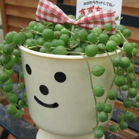 楽天市場 観葉植物 グリーンネックレス 母の日 花 ガーデニング岐阜緑園