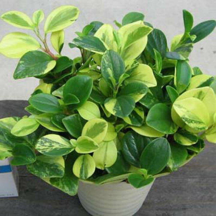 楽天市場 黄色と緑 ペペロミア グラベラ 観葉植物 室内 グリーン イエロー 母の日 花 ガーデニング岐阜緑園 楽天市場 黄色と緑 ペペロミア グラベラ 観葉植物 室内 グリーン イエロー 母の日 花 ガーデニング岐阜緑園