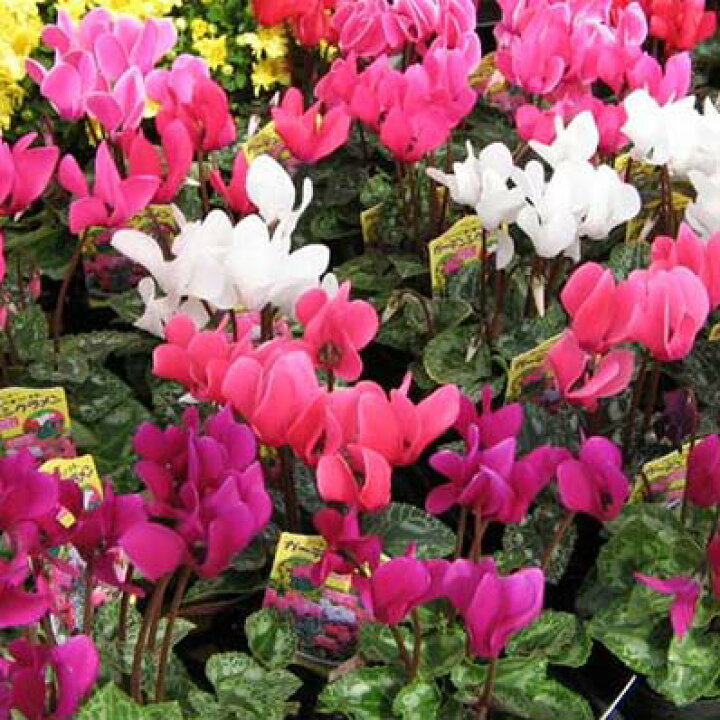 楽天市場 ガーデンシクラメン4株セット コンテナガーデンやプランター等によく合う花です 鉢花 販売 通販 種類 母の日 花 ガーデニング岐阜緑園