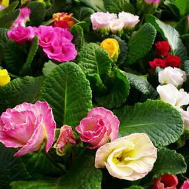 楽天市場 ジュリアン 花の通販