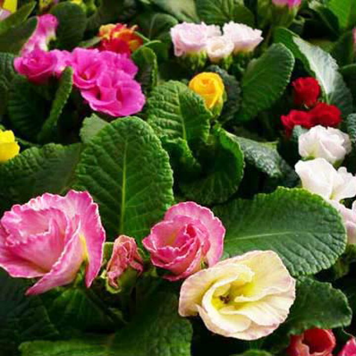 楽天市場 八重咲きジュリアン4株セット バラのようなフリル咲きの花が可愛らしい品種で春まで次々と楽しめる花です 花苗 販売 通販 種類 母の日 花 ガーデニング岐阜緑園