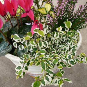 v~@Tj[zCg@[tvc ̔肪Yȃv~