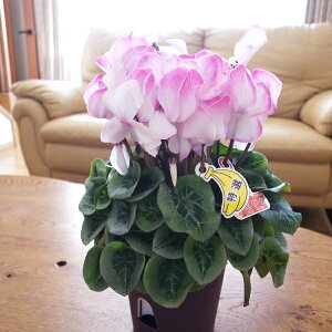 y12{zVN 5 sAX AsNɐ܂/قǃsN̐FÂǂȂ܂/Ԋt܂ŒԊy߂܂ VN yԁz/̔/ʔ/