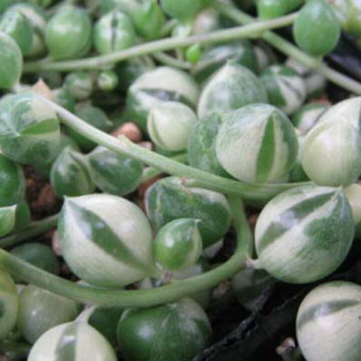 楽天市場 限定レア品種 斑入りグリーンネックレス 観葉植物 多肉植物 販売 通販 種類 多肉女子 緑 ホワイト 白 母の日 花 ガーデニング岐阜緑園
