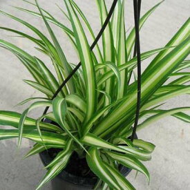 楽天市場 斑入り 観葉植物 花 観葉植物 花 ガーデン Diyの通販