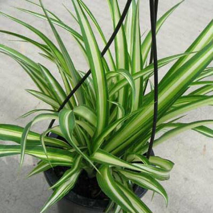 楽天市場】オリヅルラン4号 吊鉢 鉢植え 観葉植物 斑入りの葉が綺麗で 