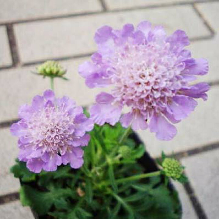 楽天市場 スカビオサ ピュアブルー 花苗 丈夫な宿根草で毎年楽しめ大株になるとたくさんの花を咲かせます 販売 通販 種類 青 ブルー パープル 紫 母の日 花 ガーデニング岐阜緑園