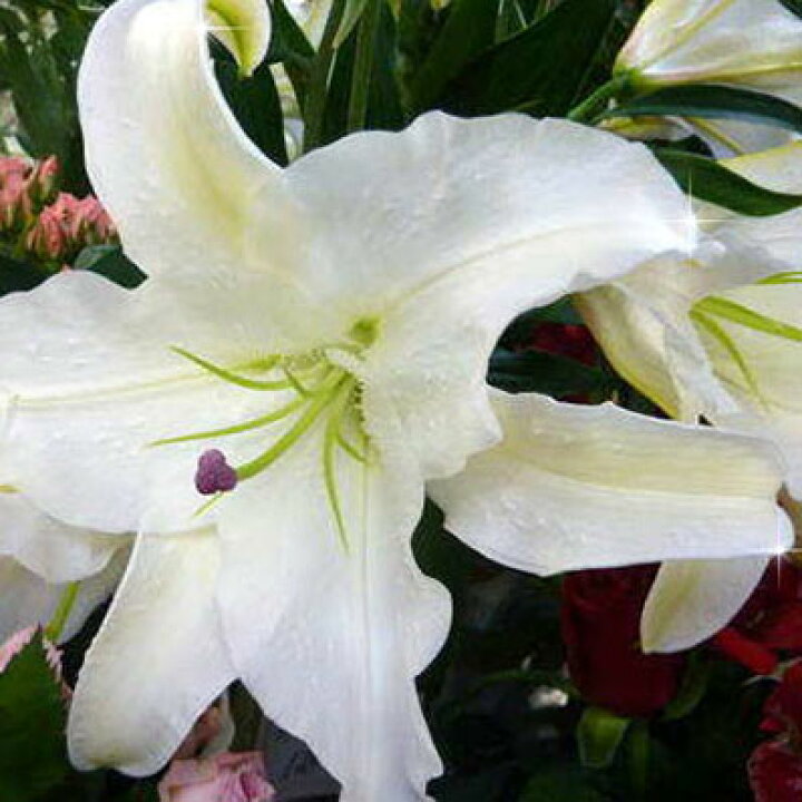 楽天市場 高さ1m ユリの王様 カサブランカ7号鉢植え豪華ビッグサイズです ギフトにも 鉢花 母の日 花 ガーデニング岐阜緑園 楽天市場 高さ1m ユリの王様 カサブランカ7号鉢植え豪華ビッグサイズです ギフトにも 鉢花 母の日 花 ガーデニング岐阜緑園