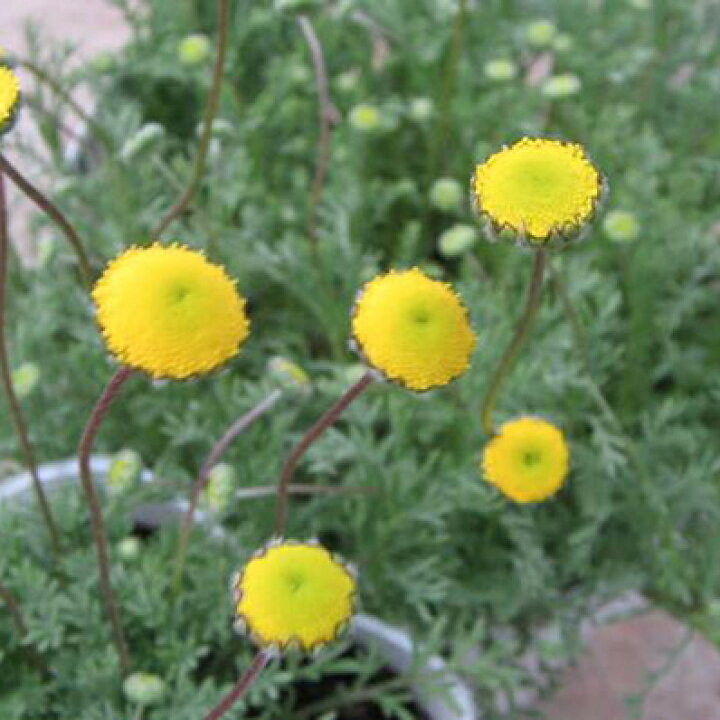 楽天市場 ふわふわグリーンに可愛い黄花 花ほたる苗 花苗 母の日 花 ガーデニング岐阜緑園