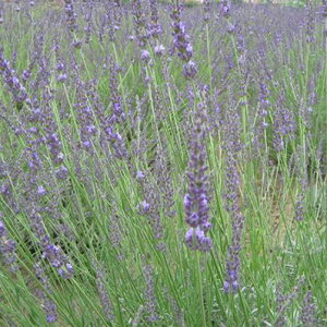 x_[Ob\c3Zbg p[v  Ă₷lCyn[uzyx_[zyOb\zyLavenderz̔ ʔ 